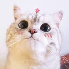 کائنات امتیاز avatar